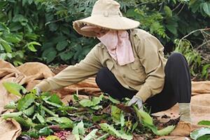 Giá nông sản hôm nay 5.5: Nguồn cung giảm, giá cà phê tăng mạnh