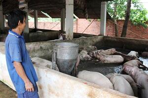 Giá lợn đang nhích dần qua cơn sốc?