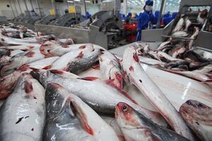 Giá cá tra xuất khẩu đã tăng hơn 30%