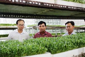 “Mướt mắt” xem vườn rau mầm “5 không” thu lợi hàng tỷ đồng mỗi năm