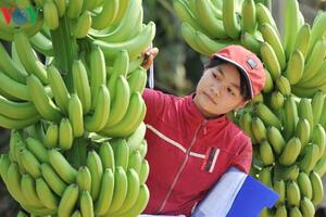 Chuối thường ế la liệt, chuối "62 tiêu chuẩn" đều đặn xuất ngoại