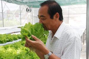 Vườn rau thủy canh đầu tiên ở Quảng Trị, có thể hái ăn ngay tại chỗ