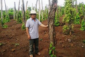 Giá nông sản ngày 18.5: Đau đầu vì giá tiêu, cà phê lao dốc mạnh