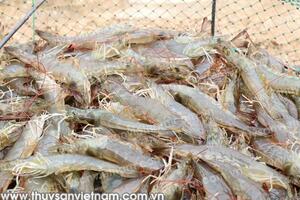 Long An: Giá tôm đang giảm mạnh