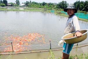 Lão nông canh con nước “độc” nuôi cá cảnh, thu cả trăm triệu/tháng