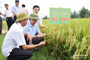 Giống lúa Bắc Thịnh năng suất cao, ít sâu bệnh