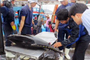 Xuất khẩu cá ngừ đại dương đạt nửa tỷ USD/năm