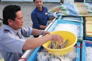 Phối hợp kiểm soát, ngăn chặn nạn bơm tạp chất vào tôm