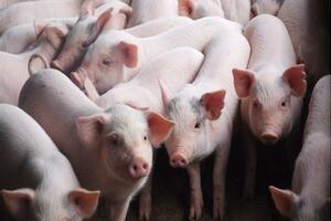 Giải cứu thịt heo nóng diễn đàn Quốc hội 