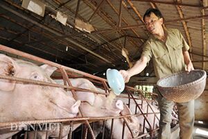 Giá lợn hôm nay 14.7: Lên 36.000 đồng/kg, sốc vì không còn lợn bán