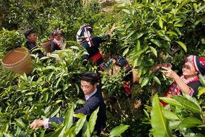 Hà Giang: Nâng cao giá trị cây chè