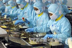Xuất khẩu khởi sắc, giá tôm nguyên liệu có xu hướng tăng