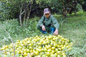 Bắc Kạn: Làm giàu từ cây ăn quả