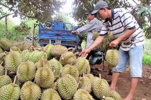 Đắk Lắk: Người nông dân làm giàu từ cây sầu riêng.