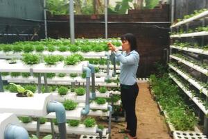 Gia Lai: Người tiên phong trồng rau sạch bằng phương pháp thủy canh