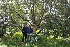 Đắk Nông: Trồng sầu riêng cho thu nhập cao