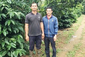 Đắk Nông: Mạnh dạn trồng giống bơ mới mang lại hiệu quả cao
