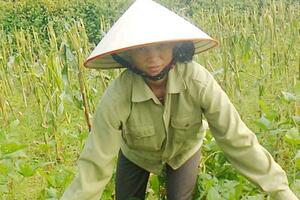 Kinh nghiệm trồng đậu tương trên đất ướt