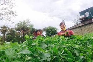 Hà Tĩnh: Trồng rau gia vị - Đầu tư nhỏ, hiệu quả lớn