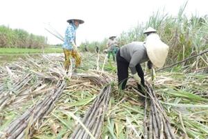 Nước đã đến chân, ngành mía đường bắt đầu "nếm vị đắng" của ATIGA