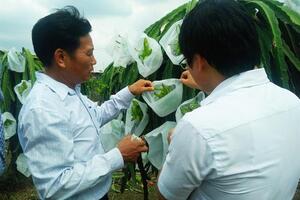 Trồng thanh long công nghệ mới Israel, năng suất có thể đạt 80 - 100 tấn/ha