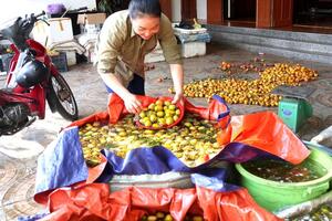 ‘Thủ phủ’ hồng Nghệ An rộn niềm vui