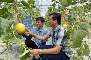 Định hướng rõ phát triển nông nghiệp vùng phụ cận TP Vinh