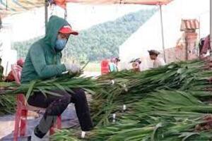 Lâm Đồng: Giá hoa layơn tăng cao ngay đầu vụ Tết Nhâm Dần 2022