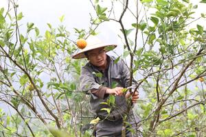 Nghệ An: Áp dụng khoa học kỹ thuật để cứu cây cam