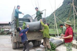 Nghệ An: Chè vụ Xuân rớt giá, vùng nguyên liệu đối diện nhiều khó khăn