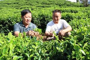 Tỉnh Sơn La ứng dụng công nghệ sinh học trong sản xuất nông nghiệp