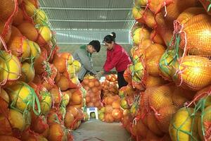 OCOP mở hướng phát triển cho nông sản Yên Bình