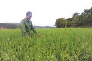 Nỗ lực hiện thực hóa thương hiệu gạo huyện Lắk