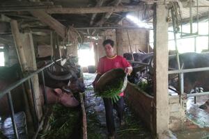 Tân Kỳ phát huy hiệu quả nguồn vốn vay ưu đãi