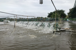 Chế phẩm thay thế kháng sinh nuôi tôm thẻ chân trắng an toàn sinh học