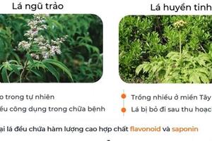 Chế tạo dịch chiết diệt ấu trùng sâu tơ từ lá ngũ trảo và lá huyền tinh