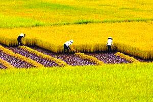 Tiêu chí xác định hộ trực tiếp sản xuất nông nghiệp