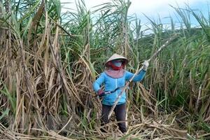 Hiệp định ATIGA: Thách thức và cơ hội của ngành mía đường Việt Nam