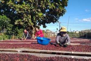 Thị trường châu Phi - Hấp dẫn nhưng đầy thách thức với cà phê Việt