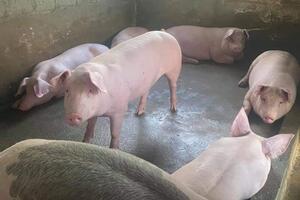 Giá heo hơi hôm nay 23/6/2023: Tiếp tục tăng, cao nhất đạt 63.000 đồng/kg