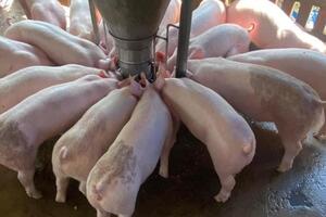 Giá heo hơi hôm nay 6/7/2023: Tăng liên tiếp, nông dân yên tâm tái đàn