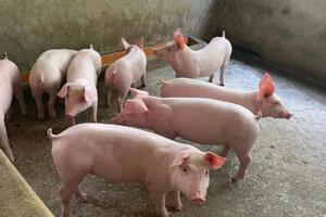 Giá heo hơi hôm nay 18/7/2023: Dao động từ 58.000 - 66.000 đồng/kg