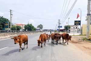 Quảng Bình: Nhức nhối nạn bò thả rông trên đường giao thông