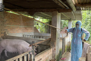 Báo động đỏ dịch tả lợn châu Phi