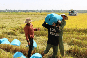 Giá lúa gạo hôm nay 6/10/2023:Giá gạo giảm nhẹ