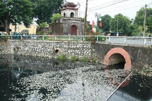Nghệ An: Cá chết nổi trắng kênh hào thành cổ Vinh