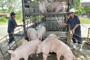 Giá heo hơi hôm nay 12/10/2023: Giảm mạnh 2.000 đồng/kg