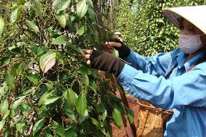 Xây dựng vùng nguyên liệu cà phê, hồ tiêu bền vững