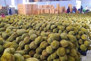 Tiềm năng lớn xuất khẩu hàng hóa Việt Nam sang Trung Quốc