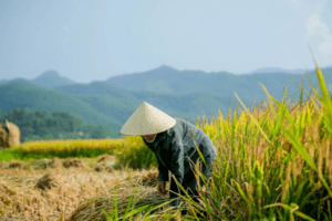 Giá lúa gạo hôm nay 19/10/2023: Đồng loạt tăng nhẹ